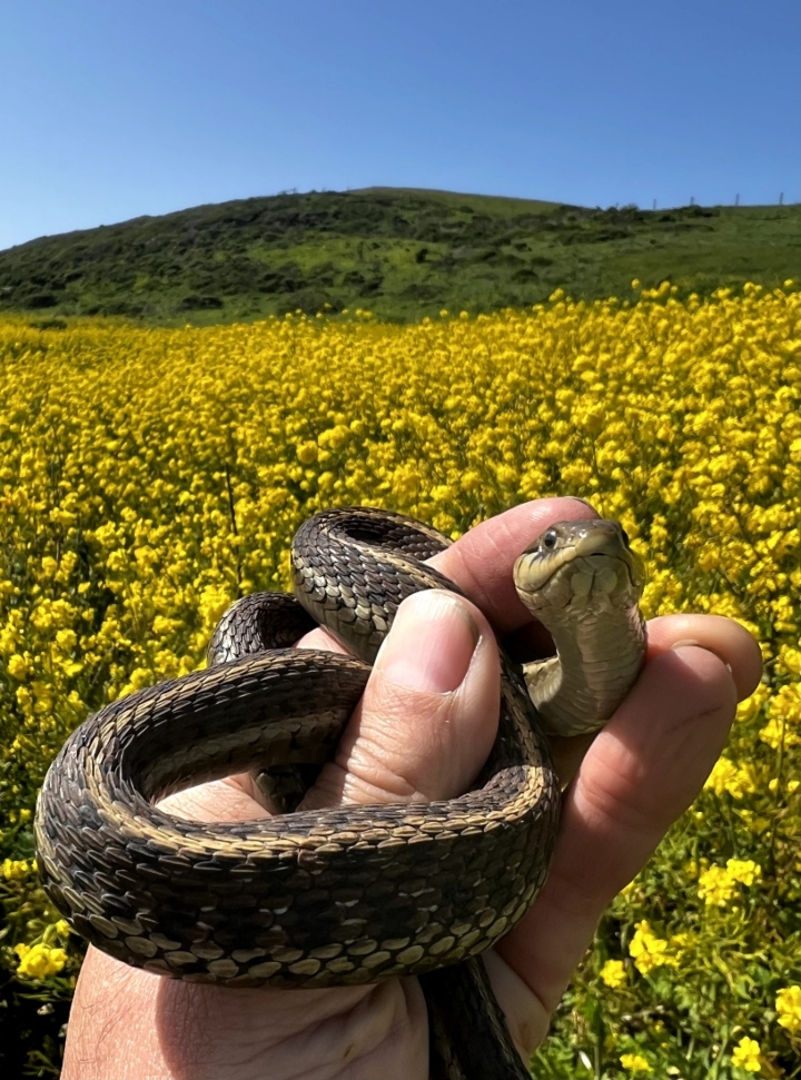 Coast Garter Snake